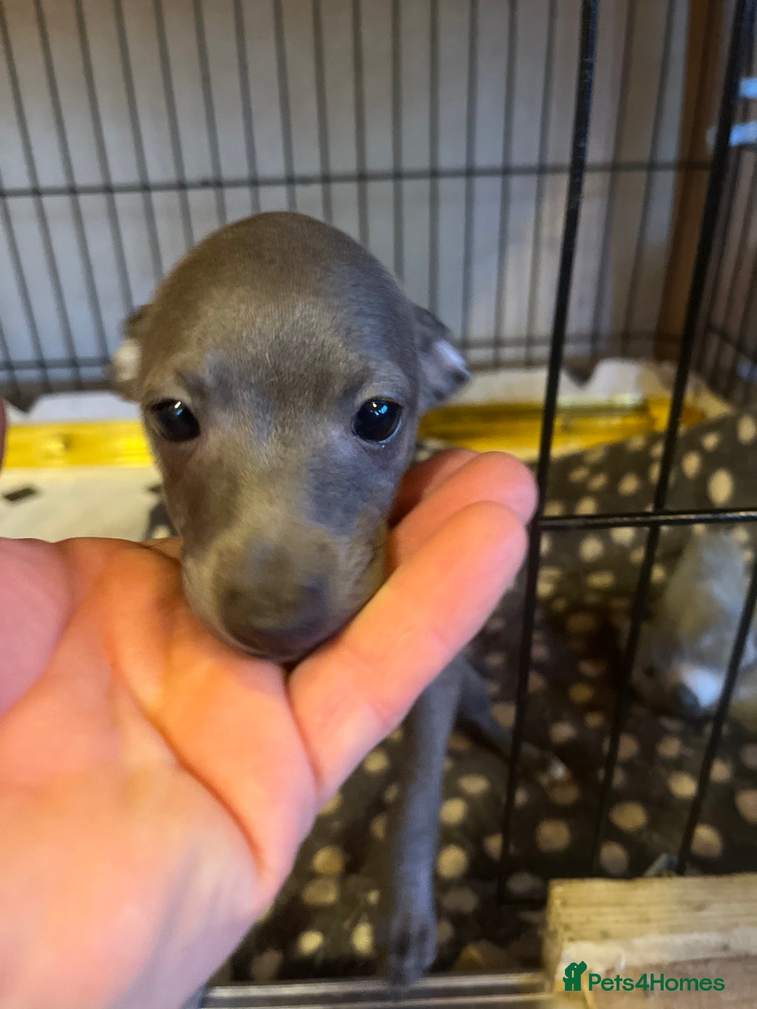 Italian Greyhound dogs for sale: Italian greyhound Puppy - Image 2