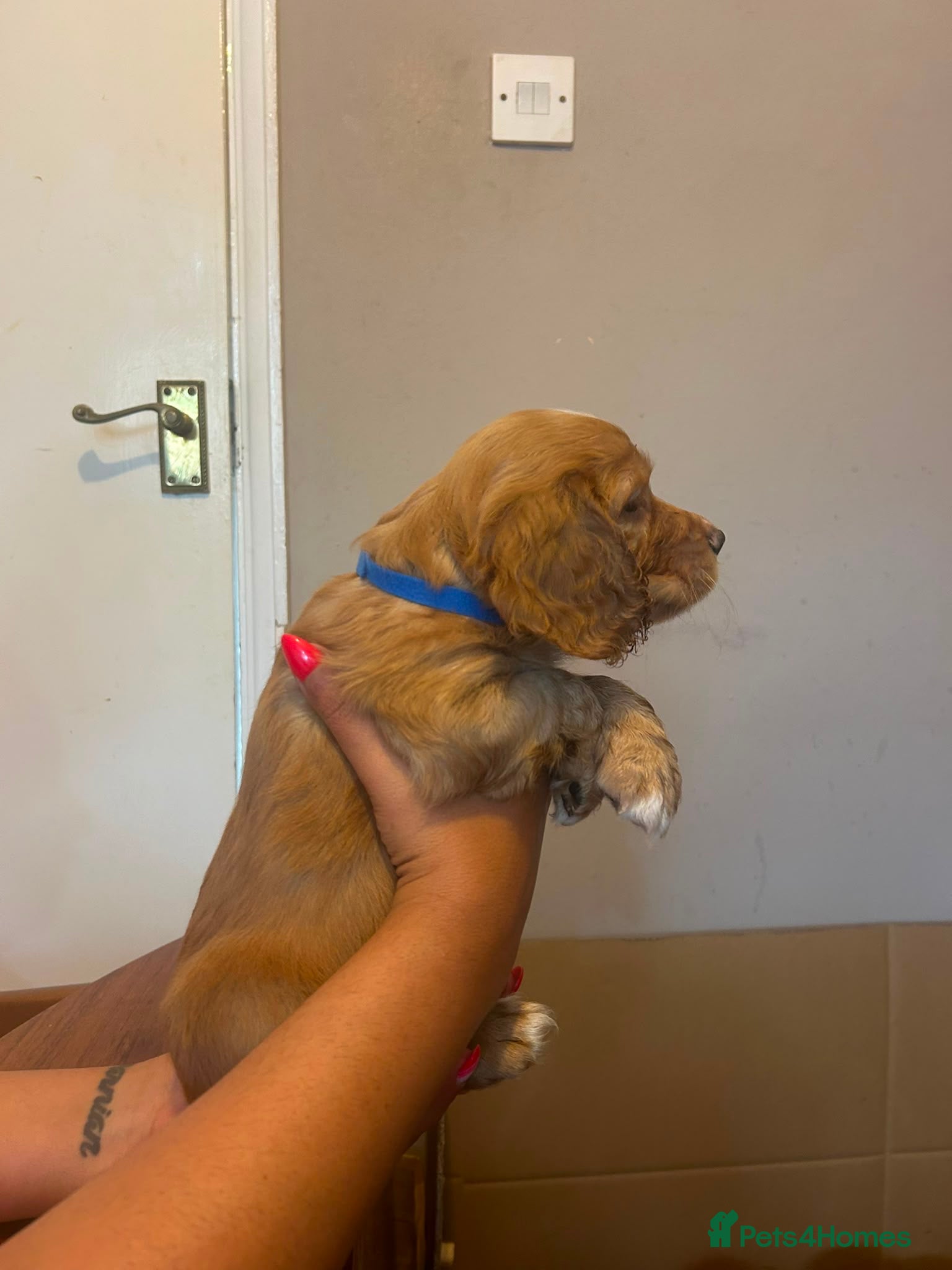 Mixed Breed dogs for sale: Adorable Family Raised Puppies Looking for Homes - Advert 8