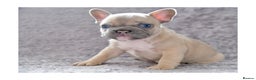 French Bulldog dogs for stud: Full new shade Isabella stud ( now available ) in Hastings - Advert 14