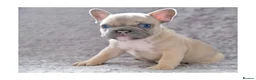 French Bulldog dogs for stud: Full new shade Isabella stud ( now available ) in Hastings - Advert 14