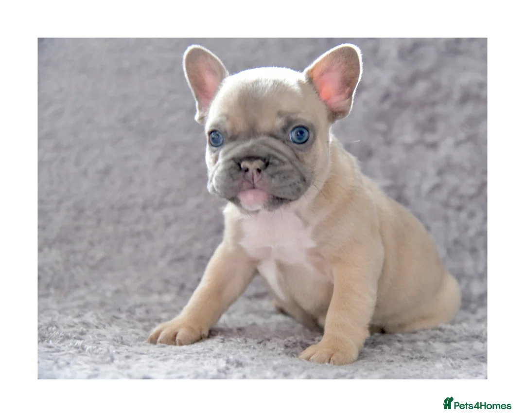 French Bulldog dogs for stud: Full new shade Isabella stud ( now available ) in Hastings - Advert 14