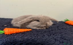 Mini Lop rabbits for sale: Mini lop bunnies  - Image 1