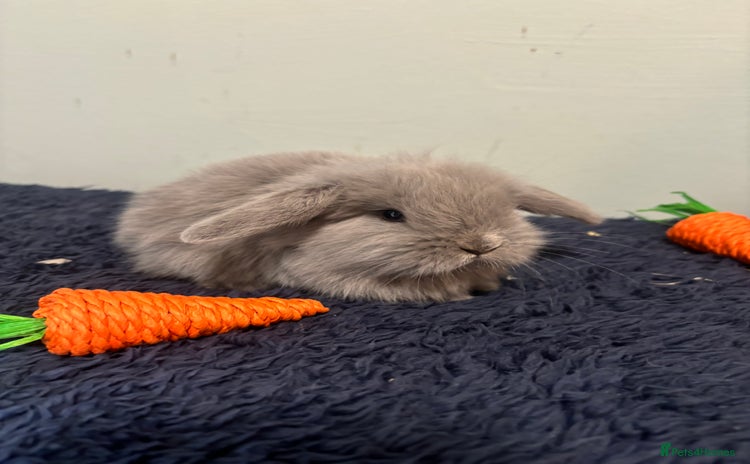 Mini Lop rabbits - Advert 4