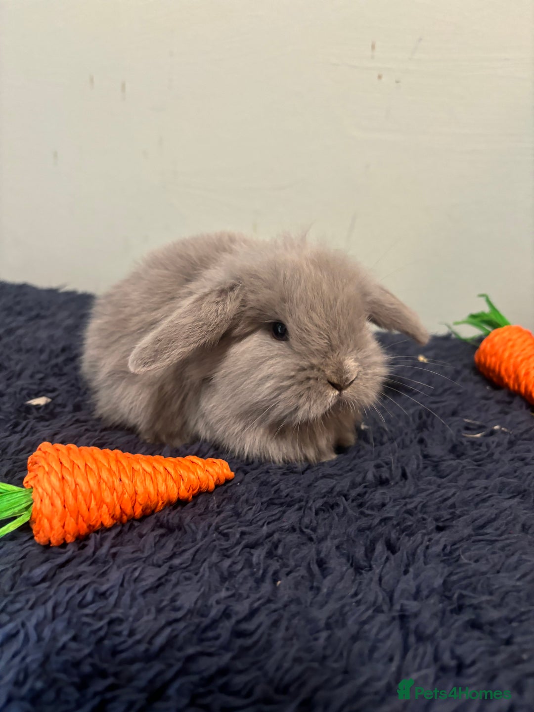 Mini Lop rabbits for sale: Mini lop bunnies  - Image 1