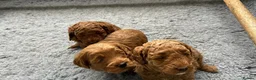 Cockapoo dogs for sale: Adorable Cockapoo Puppies Ready for Loving Homes in Leeds - Advert 3