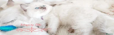 💜 GUCCI BOY WITH PURPLE HEART