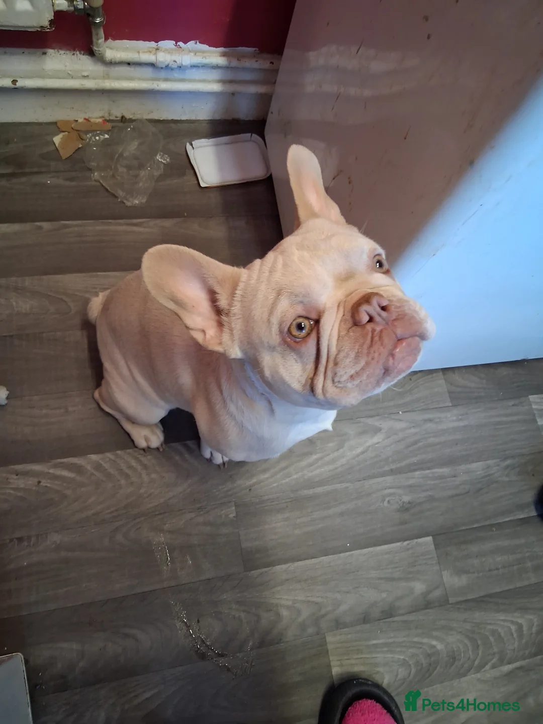 French Bulldog dogs for sale: Tony the frenchie - Advert 2