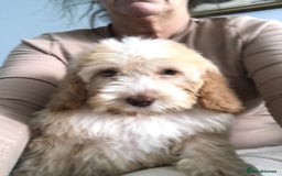 Cockapoo dogs for sale: 🐩🐶STUNNING F1 COCKAPOO PUPPIES🐶🐩 - Image 18