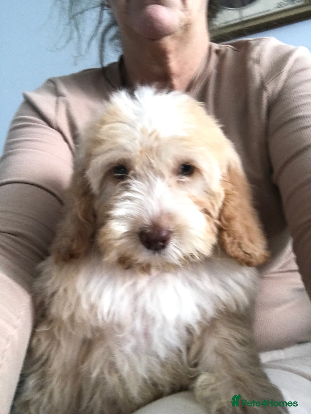 Cockapoo dogs for sale: 🐩🐶STUNNING F1 COCKAPOO PUPPIES🐶🐩 - Image 18