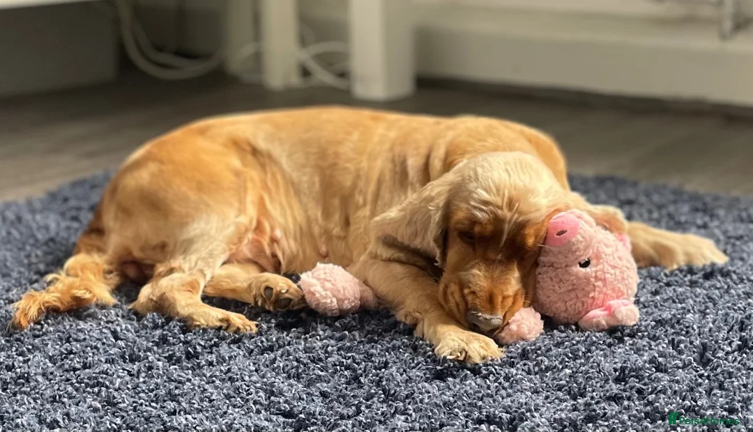 Cocker Spaniel dogs for sale: Adult female cocker dpaniel - Advert 2