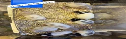 Rat rodents for sale: Beautiful full size and dwarf rats ready now - Advert 1