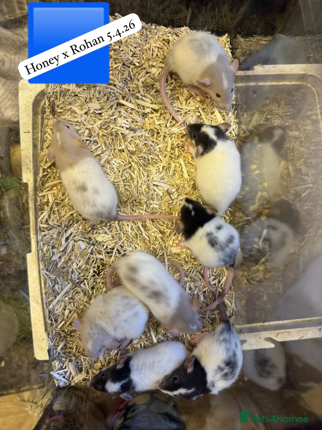 Rat rodents for sale: Beautiful full size and dwarf rats ready now - Advert 1