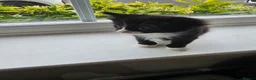 British Longhair cats for sale: 6 Longhaired Kittens White/Black/Tuxedo Mixed etc. - Advert 22