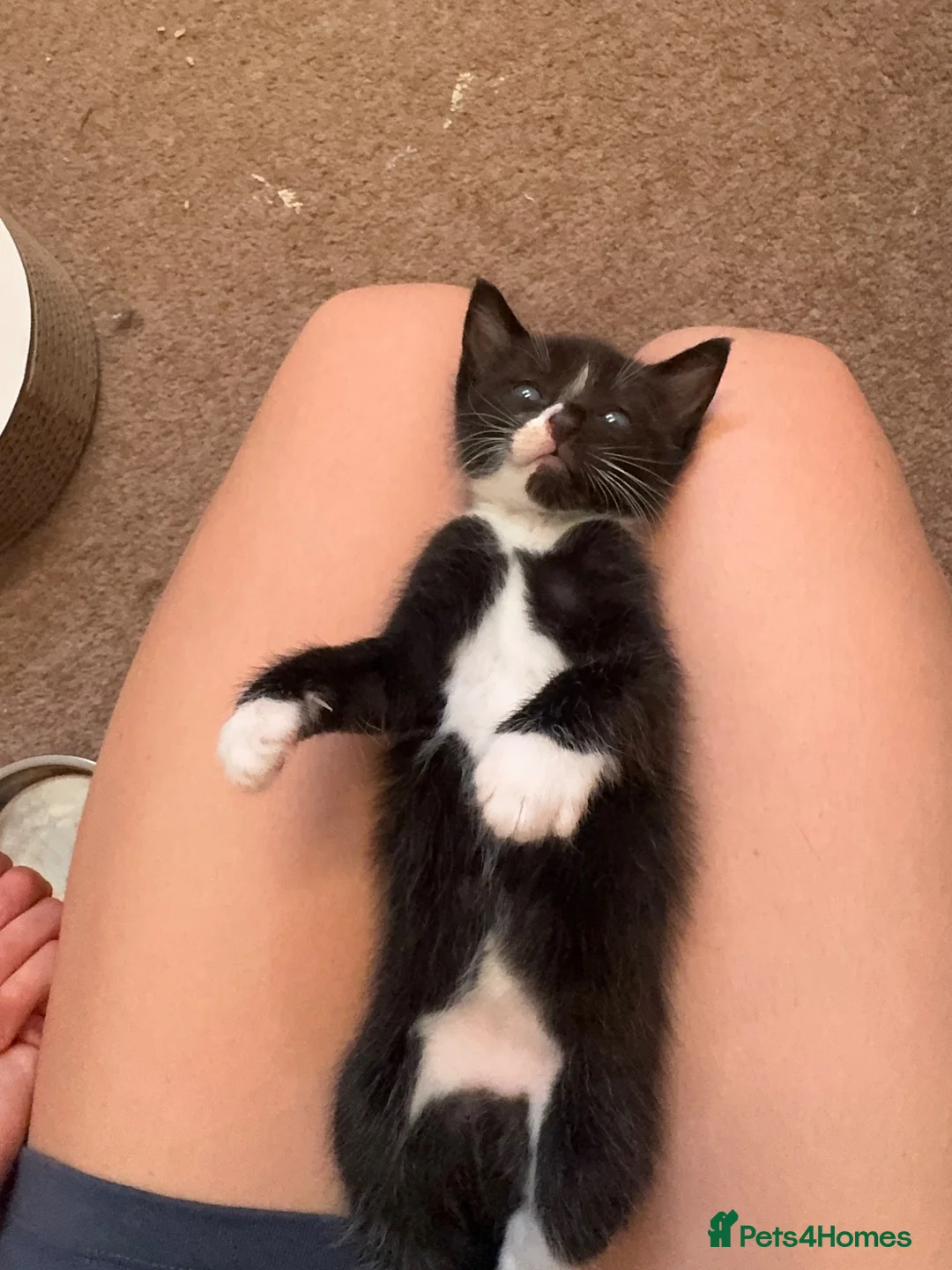 Mixed Breed cats for sale: Gorgeous kittens, mum is half rag doll. in Preston - Advert 13