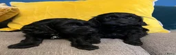 Cockapoo dogs for sale: Cockapoo puppies from health clear parents  - Advert 7