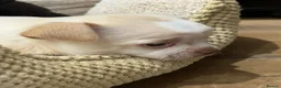 Chihuahua dogs for sale: 4 gorgeous chihuahua puppies - Advert 11