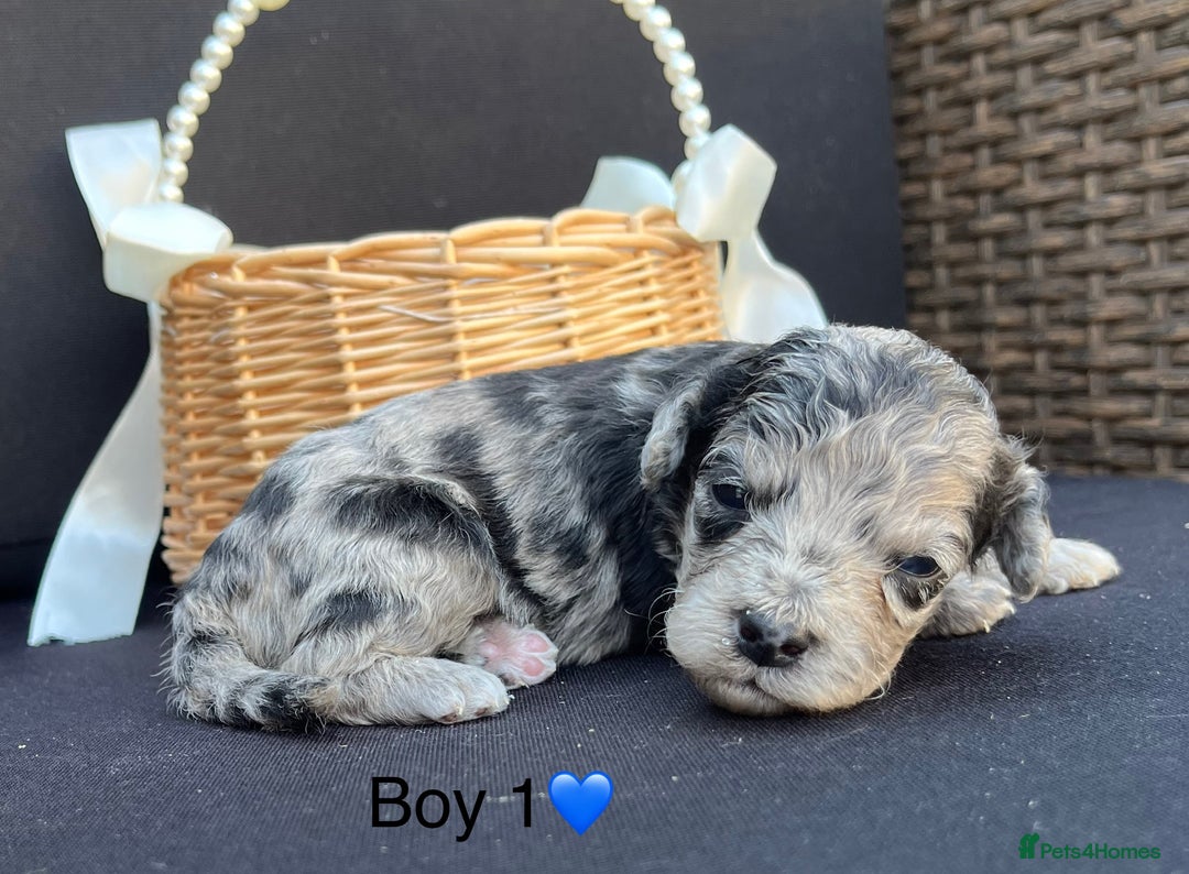 Cockapoo dogs for sale: Stunning F1b Cockapoo puppy’s  - Image 5