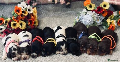 Cocker Spaniel dogs - Advert 9