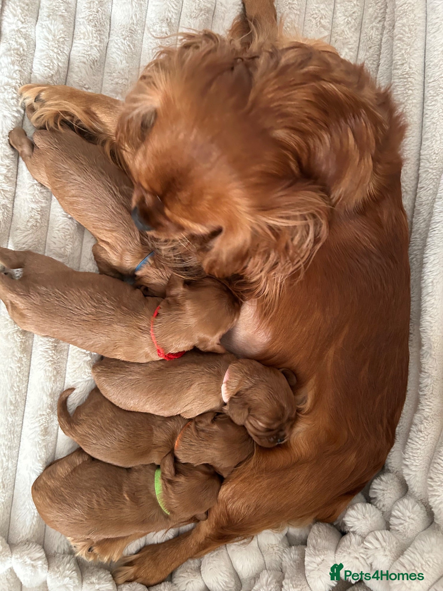 Cavalier King Charles Spaniel dogs KC Cavalier King Charles puppies  - Advert 2
