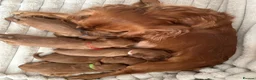 Cavalier King Charles Spaniel dogs for sale: KC Cavalier King Charles puppies  - Advert 3