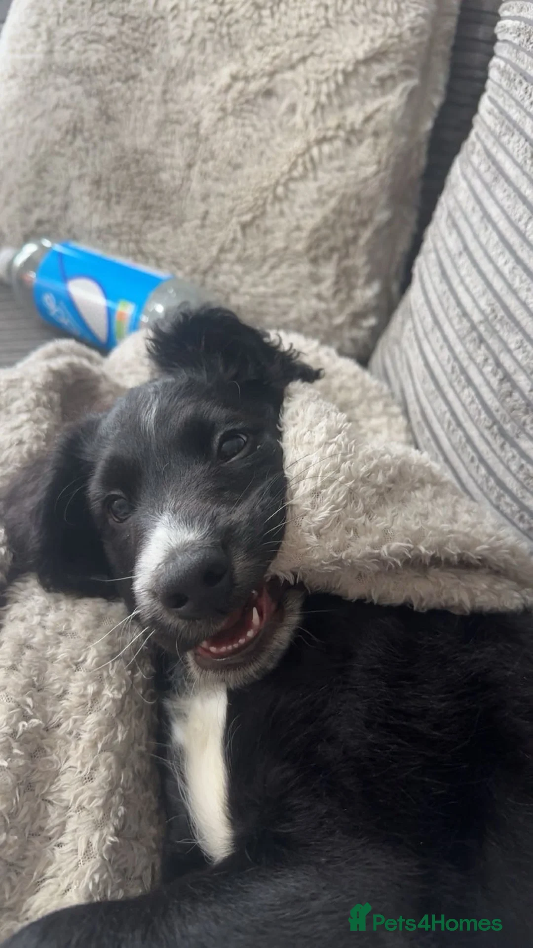 Mixed Breed dogs for sale: Chase  - Advert 2