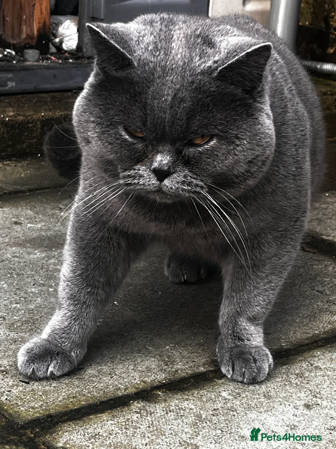 Brazilian Shorthair cats for stud: GCCF active boy for stud only £ **  - Advert 2