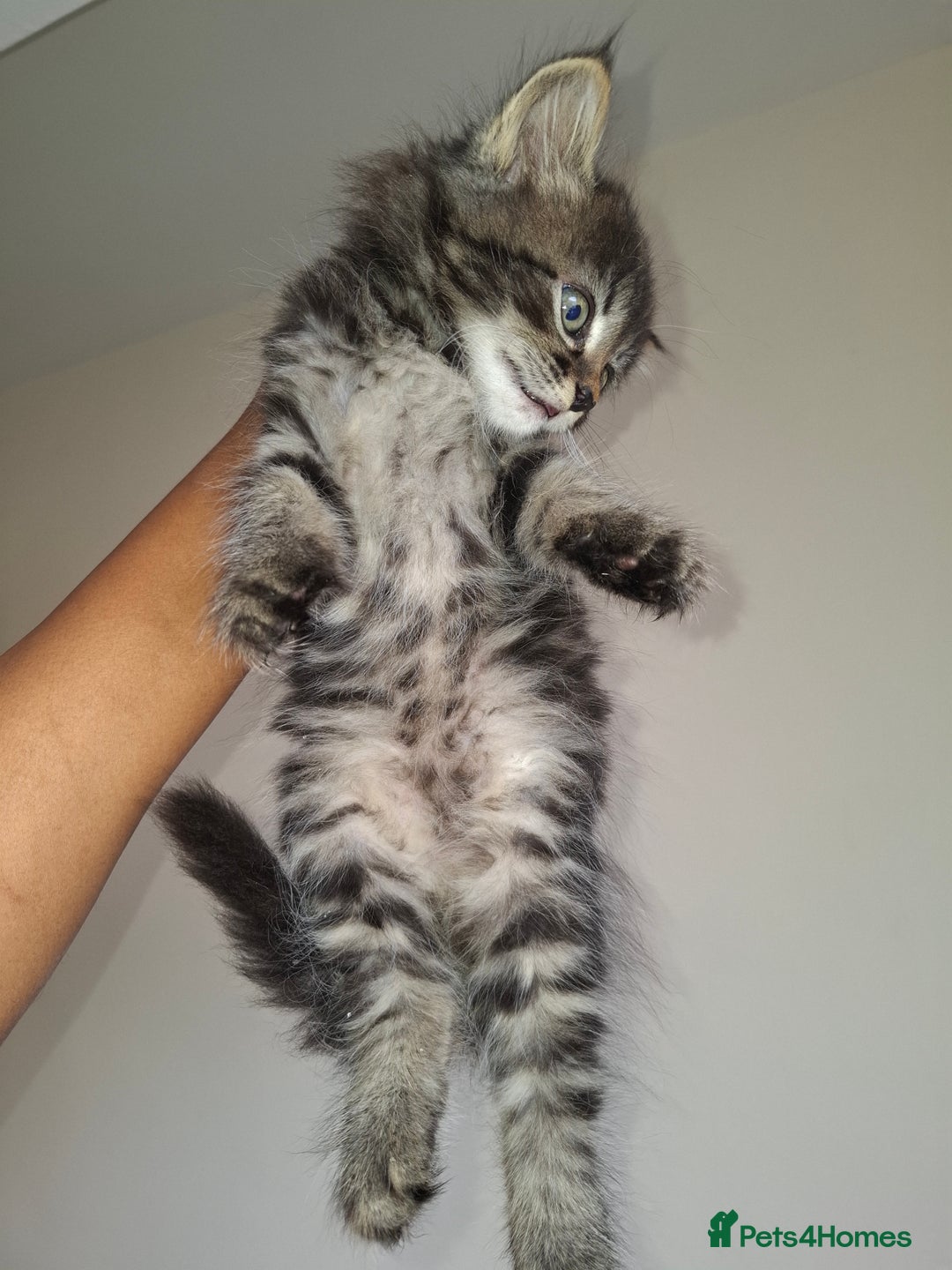 Ragdoll cats for sale: Kittens  - Image 4