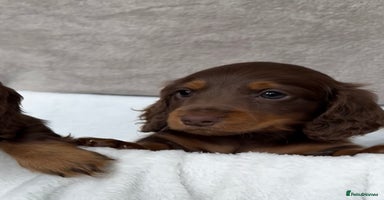 Miniature Dachshund dogs - Advert 11