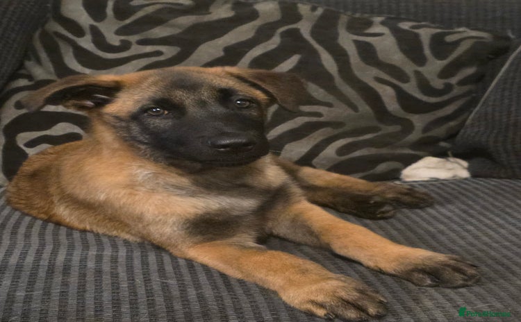 Belgian Shepherd Dog dogs - Advert 5