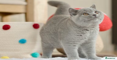 British Shorthair cats - Advert 14