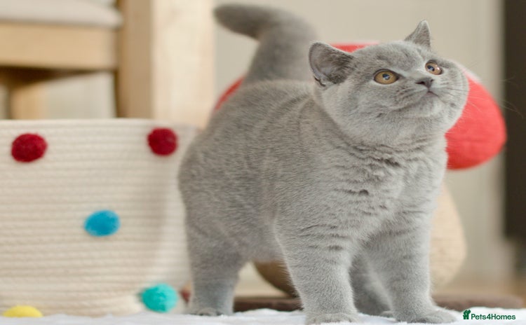 British Shorthair cats - Advert 2