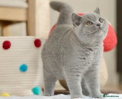 British Shorthair cats - Advert 2