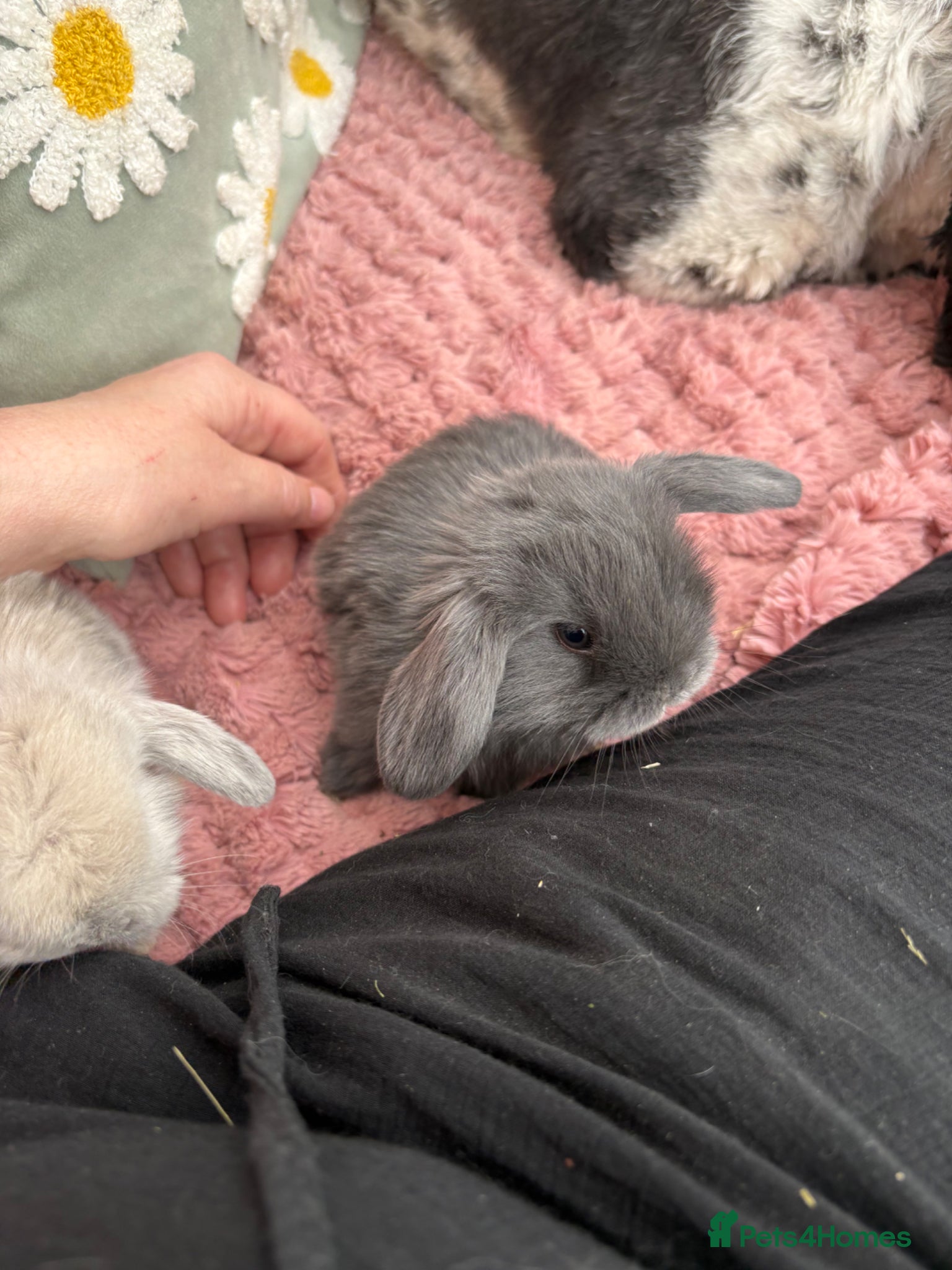 Mini Lop rabbits Raised indoors Mini lops/lion lops-vaccinated  - Advert 2