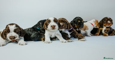 Cocker Spaniel dogs - Advert 3