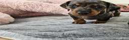 Miniature Dachshund dogs for sale: Active purebred dapple dachshund shorthair.  - Advert 3