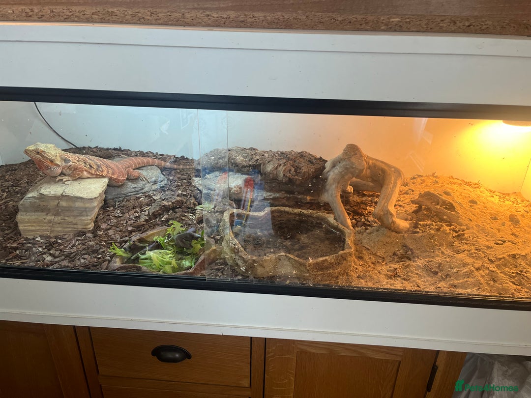 Bearded Dragon reptiles for sale: Red bearded dragon female with Viv and set up  - Image 4