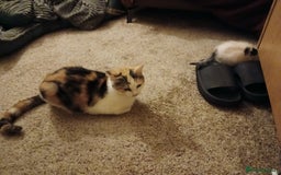 British Shorthair cats for sale: Wee George  - Image 10