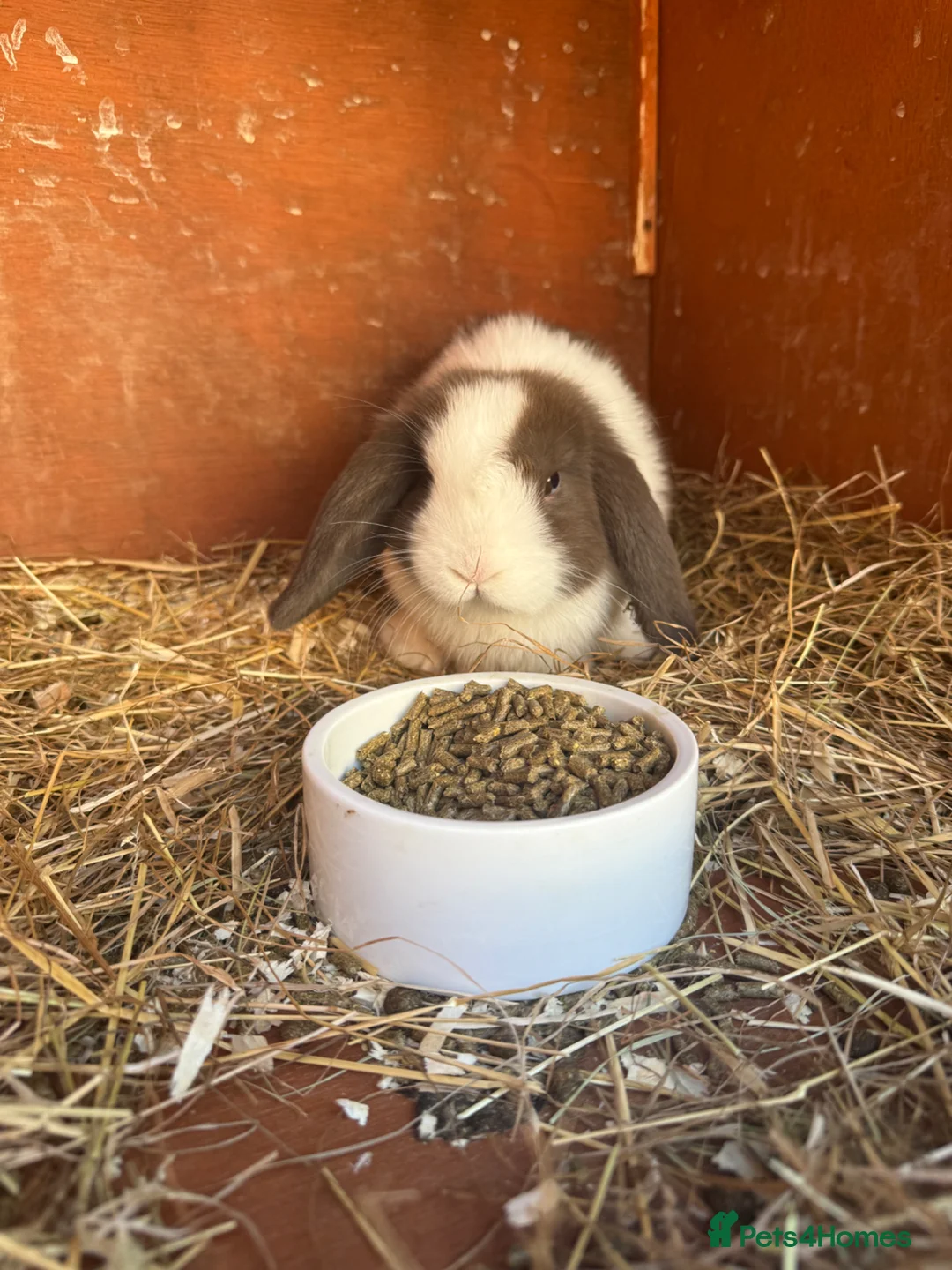 Mini Lop rabbits for sale: Pure Mini lop babies - Advert 2