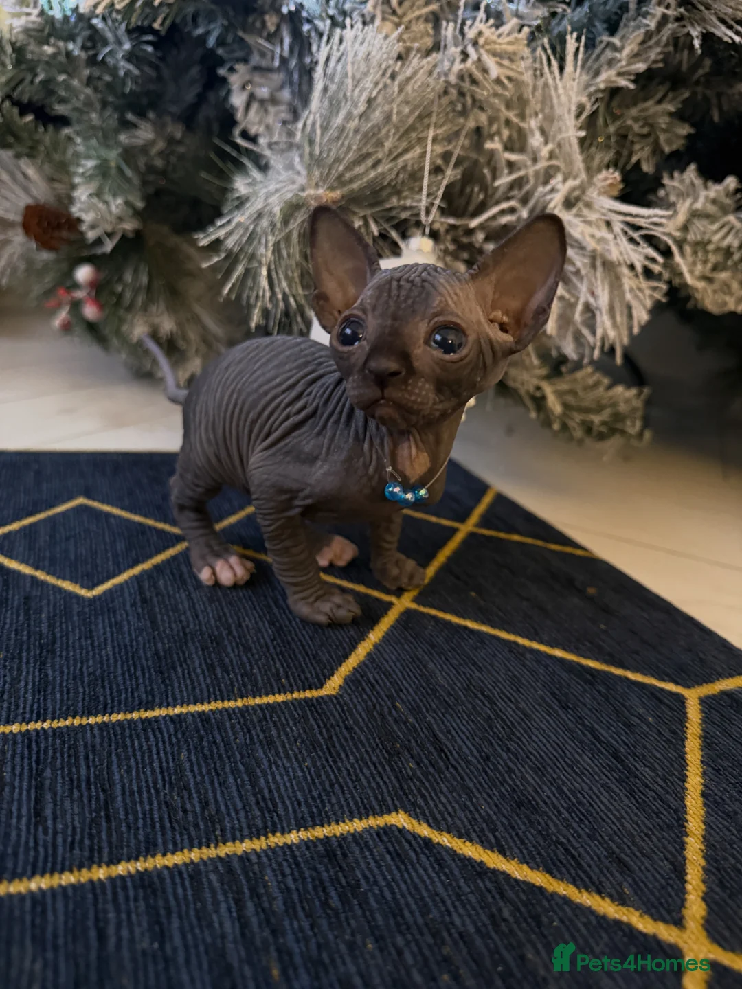 Gallery Image {{count}}