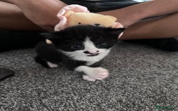 Mixed Breed cats for sale: 2 Beautiful girls for sale  - Image 3