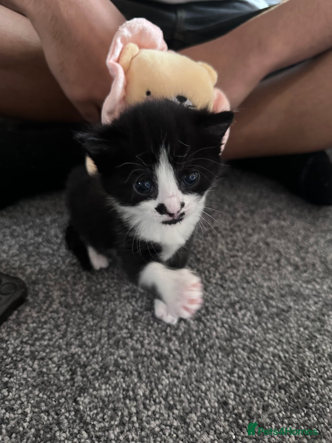 Mixed Breed cats for sale: 2 Beautiful girls for sale  - Image 3