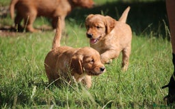 Golden Retriever dogs for sale: Dark Red Kc Registered Golden Retriever Puppies - Image 6