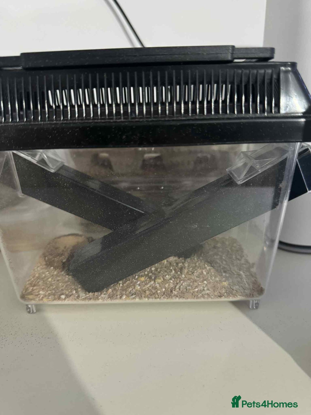 Gecko reptiles for sale: Leapord gecko for sale!! - Advert 15