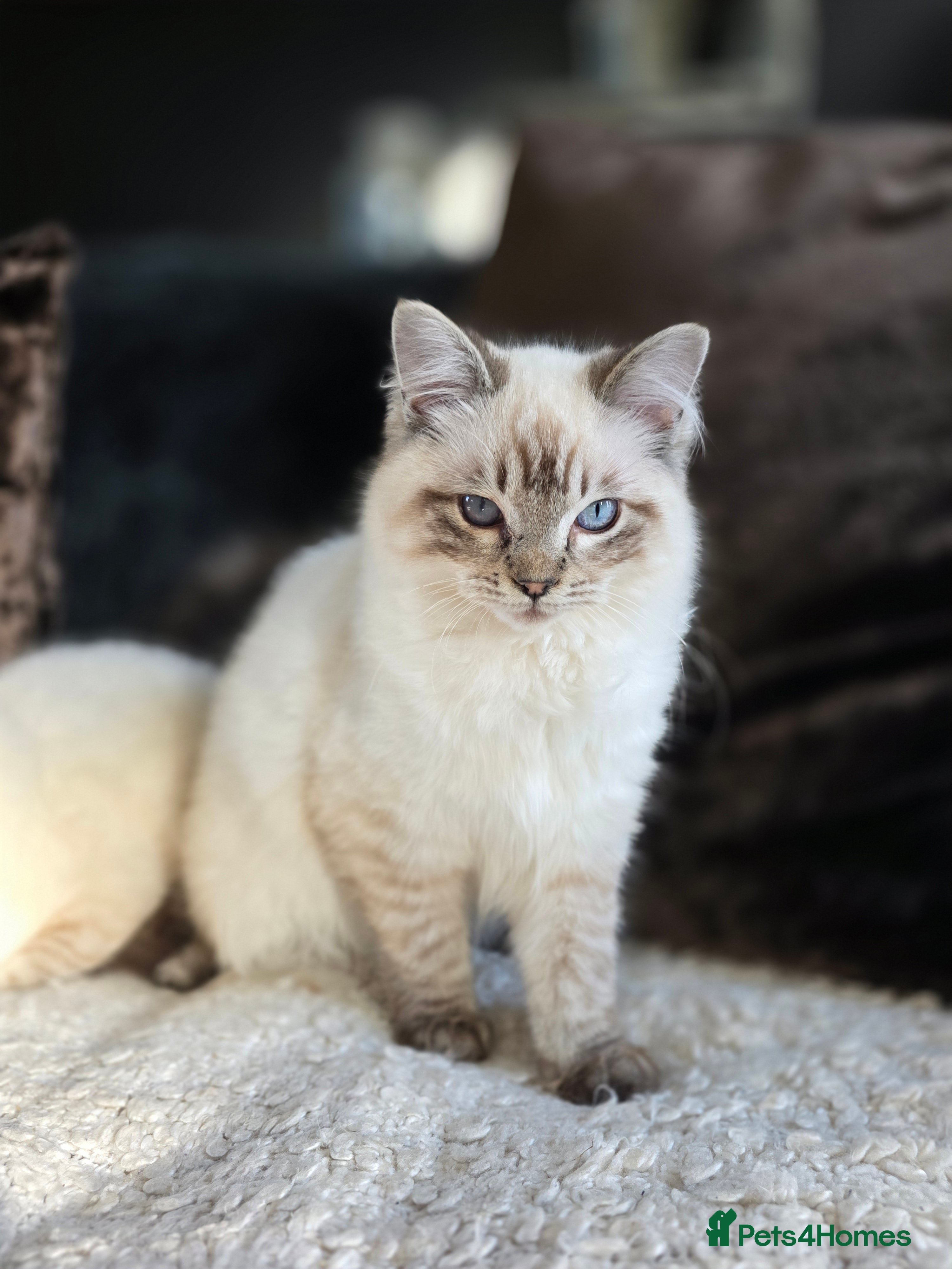 Ragdoll cats Beautiful Ragdol Kittens - dog friendly - 2 BOYS  - Advert 1