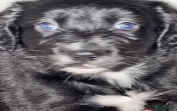 Mixed Breed dogs for sale: Border collie/Cocker Spaniel  - Image 11