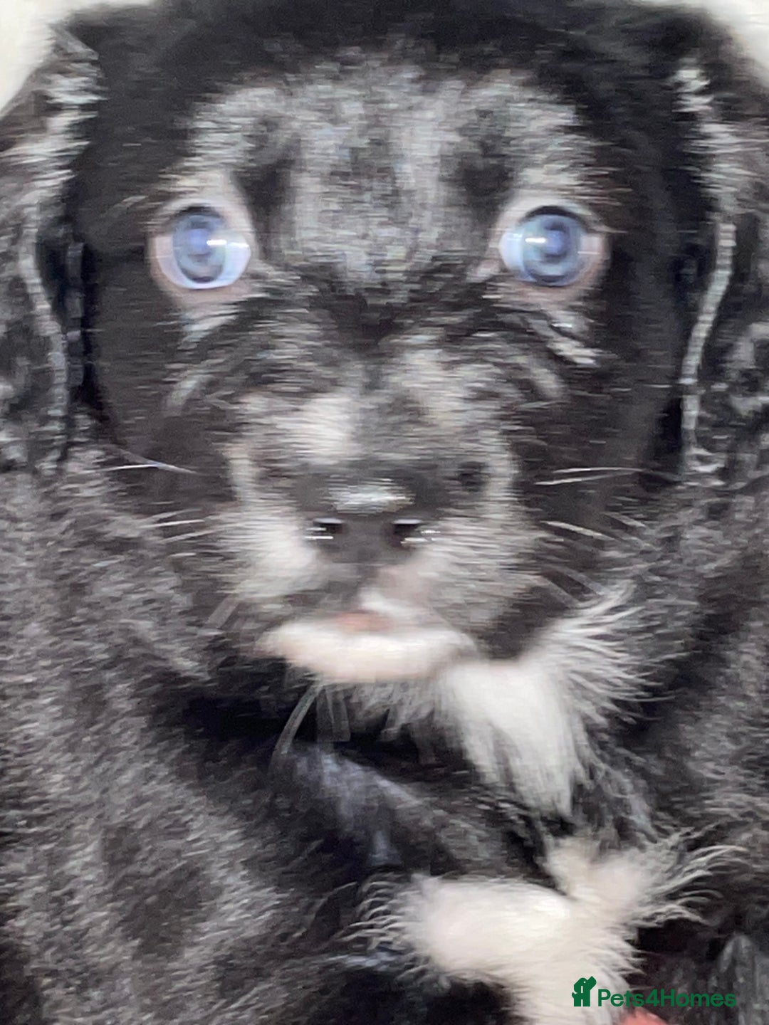 Mixed Breed dogs for sale: Border collie/Cocker Spaniel  - Image 11