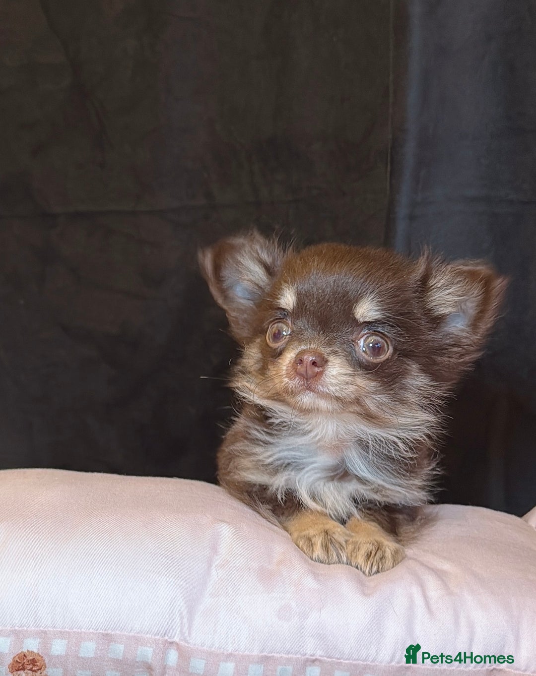 Chihuahua dogs for sale: Long haired chihuahuas - Advert 2