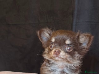 Chihuahua dogs Long haired chihuahuas - Advert 6