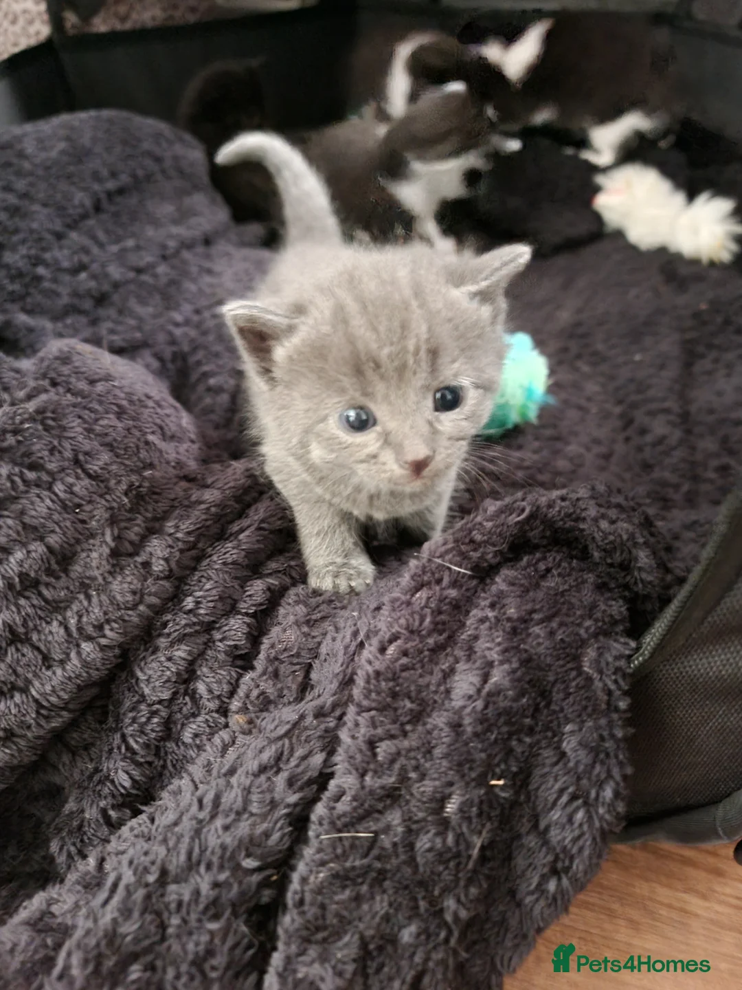 Domestic Shorthair cats for sale: Gorgeous tuxedo and mixed litter - Advert 35