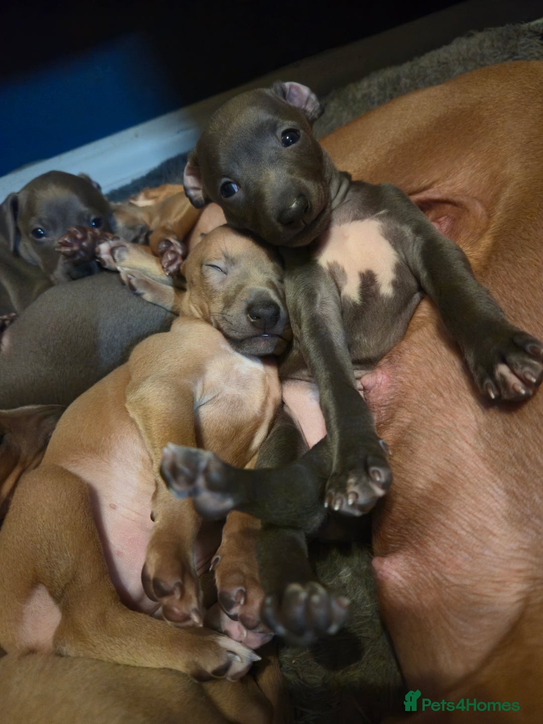 Italian Greyhound dogs for sale: Quality KC Registered Italian Greyhound puppies - Advert 7